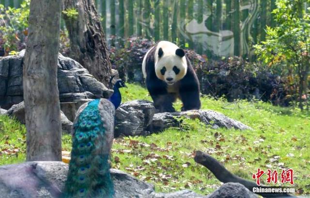 武漢動物園門票價格詳解，多少錢一張？，武漢動物園門票價格全解析，票價究竟多少？
