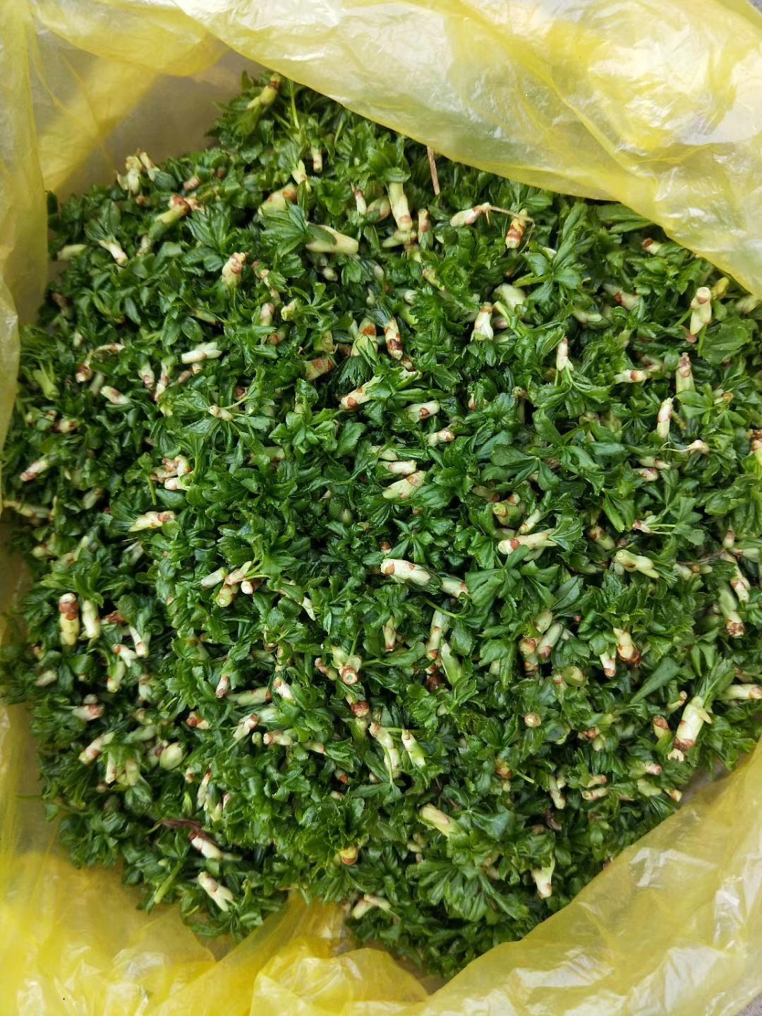 探索三十種最常吃的涼拌菜，美味與健康并存的藝術(shù)，三十種家常涼拌菜，美味與健康并存的佳肴探索