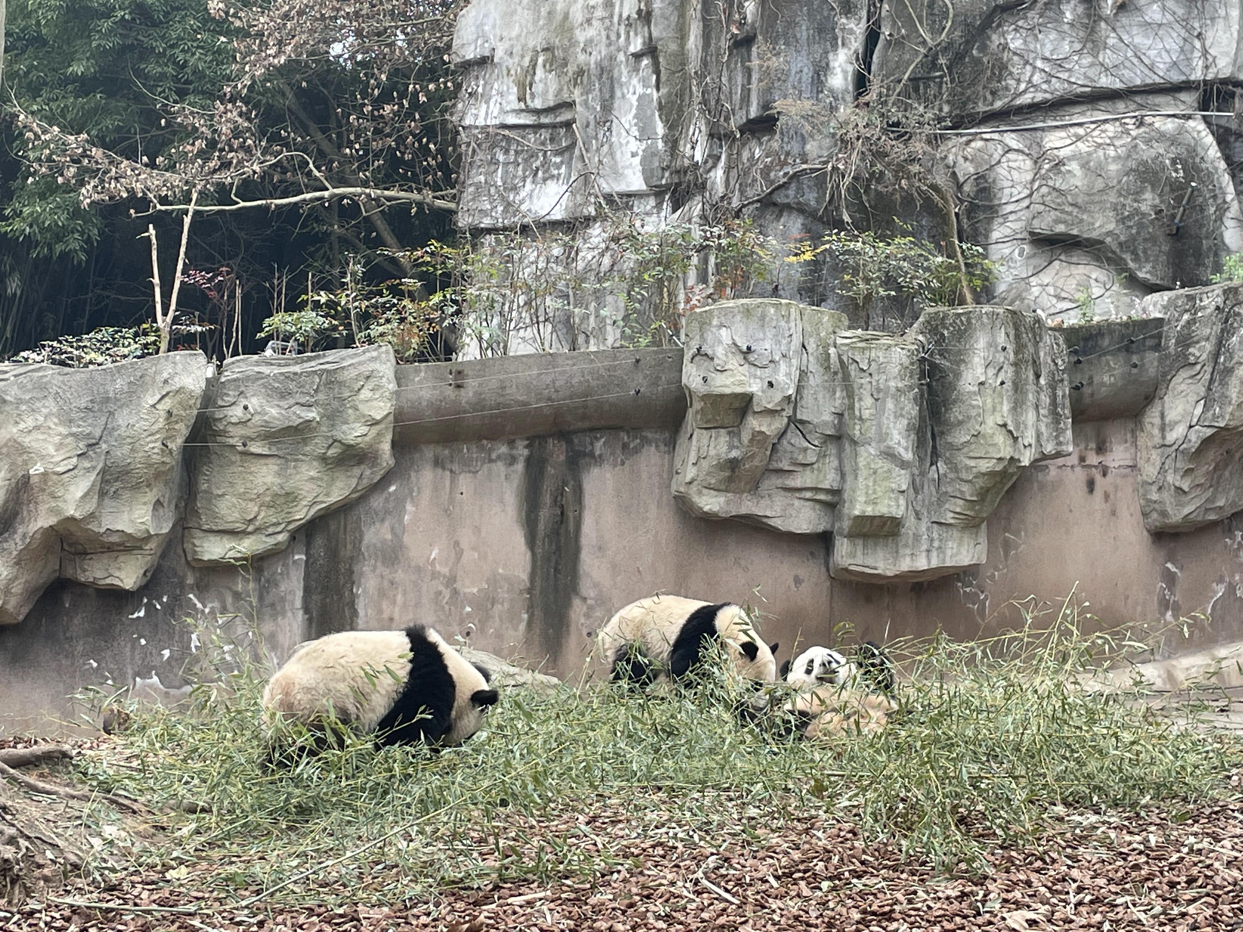 成都市區(qū)旅游景點(diǎn)大全攻略，成都市區(qū)旅游景點(diǎn)全攻略大全