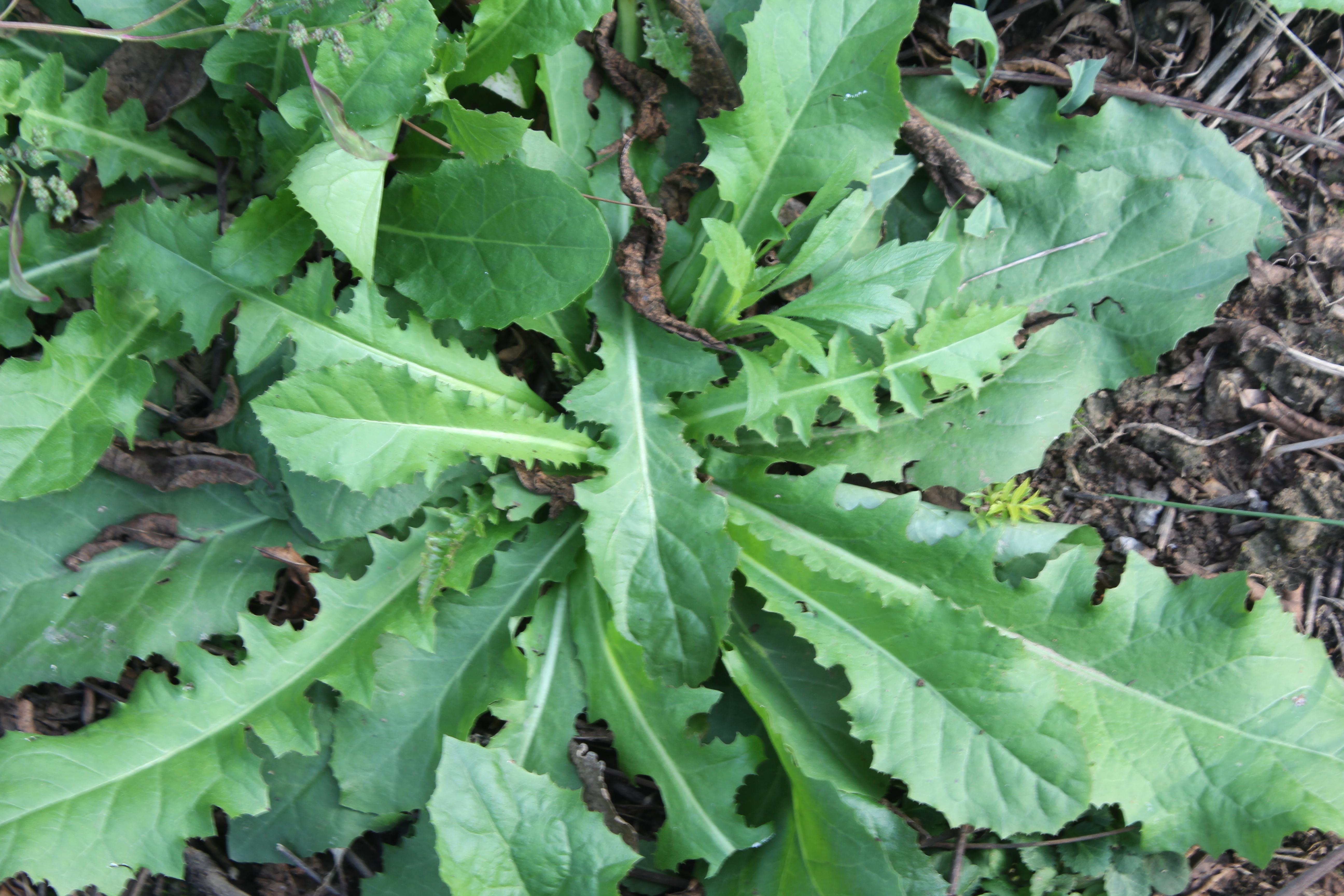 苦菜圖片，自然之美與藥用價(jià)值，苦菜圖片，自然之美與藥用價(jià)值展現(xiàn)