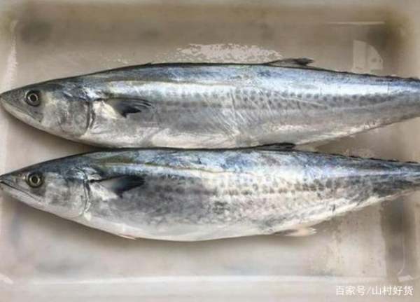 馬鮫魚(yú)和鲅魚(yú)的區(qū)別，深入了解兩種海洋魚(yú)類(lèi)的差異，馬鮫魚(yú)與鲅魚(yú)的深度解析，海洋魚(yú)類(lèi)的差異探究