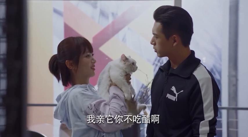 探索貓咪最新永久地域網(wǎng)名，一場關(guān)于貓咪文化與網(wǎng)絡(luò)熱詞的奇妙旅程，貓咪文化熱詞之旅，探索最新永久地域網(wǎng)名