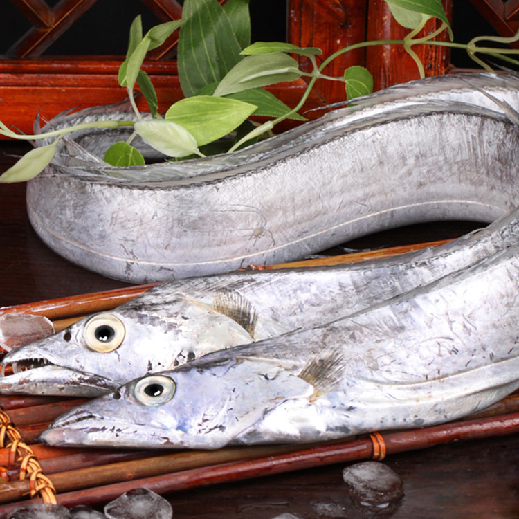 探索海洋之美，帶魚圖片的魅力與啟示，探索海洋之美，帶魚圖片的魅力及其啟示