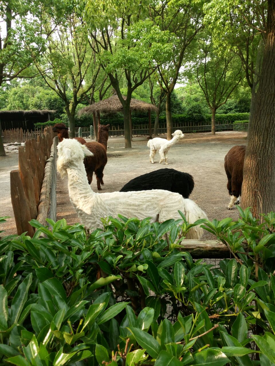 上海野生動(dòng)物園周邊房?jī)r(jià)探析，上海野生動(dòng)物園周邊房?jī)r(jià)分析
