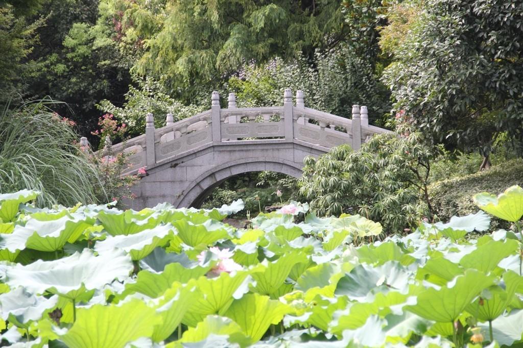 杭州西湖曲院風荷，一幅流動的畫卷，杭州西湖曲院風荷，流動畫卷之美