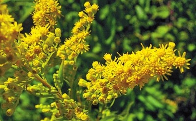 加拿大一枝黃花危害，生態(tài)入侵與生態(tài)平衡的挑戰(zhàn)，加拿大一枝黃花危害，生態(tài)入侵與生態(tài)平衡的挑戰(zhàn)