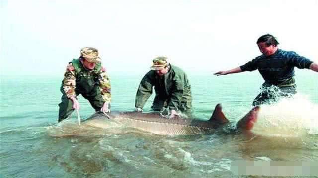 海賊王1028集免費(fèi)觀看，熱血冒險(xiǎn)的海洋之旅，海賊王，熱血冒險(xiǎn)海洋之旅1028集免費(fèi)觀看