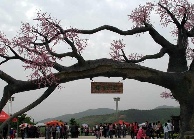櫻桃溝景區(qū)，探秘自然與文化的魅力，究竟好玩嗎？，櫻桃溝景區(qū)，自然與文化魅力探秘，究竟樂趣無窮？