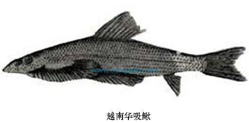 視合魚區(qū)殲?zāi)喜筋I(lǐng)，深度解析與前瞻，視合魚區(qū)殲?zāi)喜筋I(lǐng)，深度解析與趨勢展望
