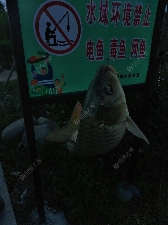 魚(yú)與防改配觀的深度探討，魚(yú)與防改配觀的深度解析