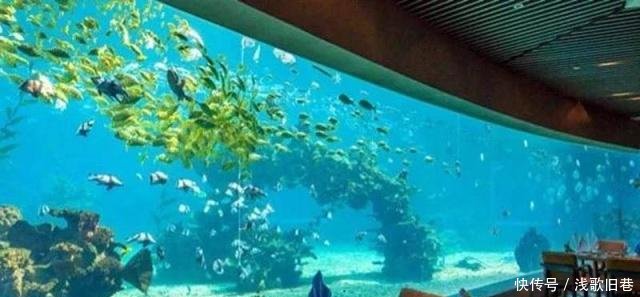 濟(jì)南海洋館探秘，哪個(gè)海洋館最佳？，濟(jì)南海洋館探秘之旅，最佳海洋館推薦！