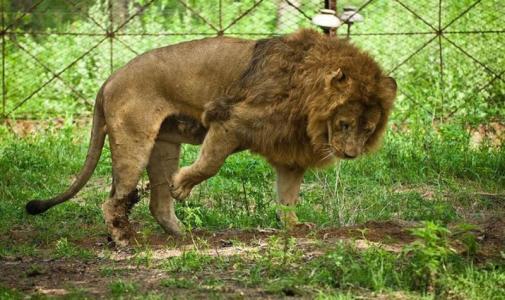 秦皇島野生動物園門票詳解，價格、優(yōu)惠及購買指南，秦皇島野生動物園門票攻略，價格、優(yōu)惠與購買指南