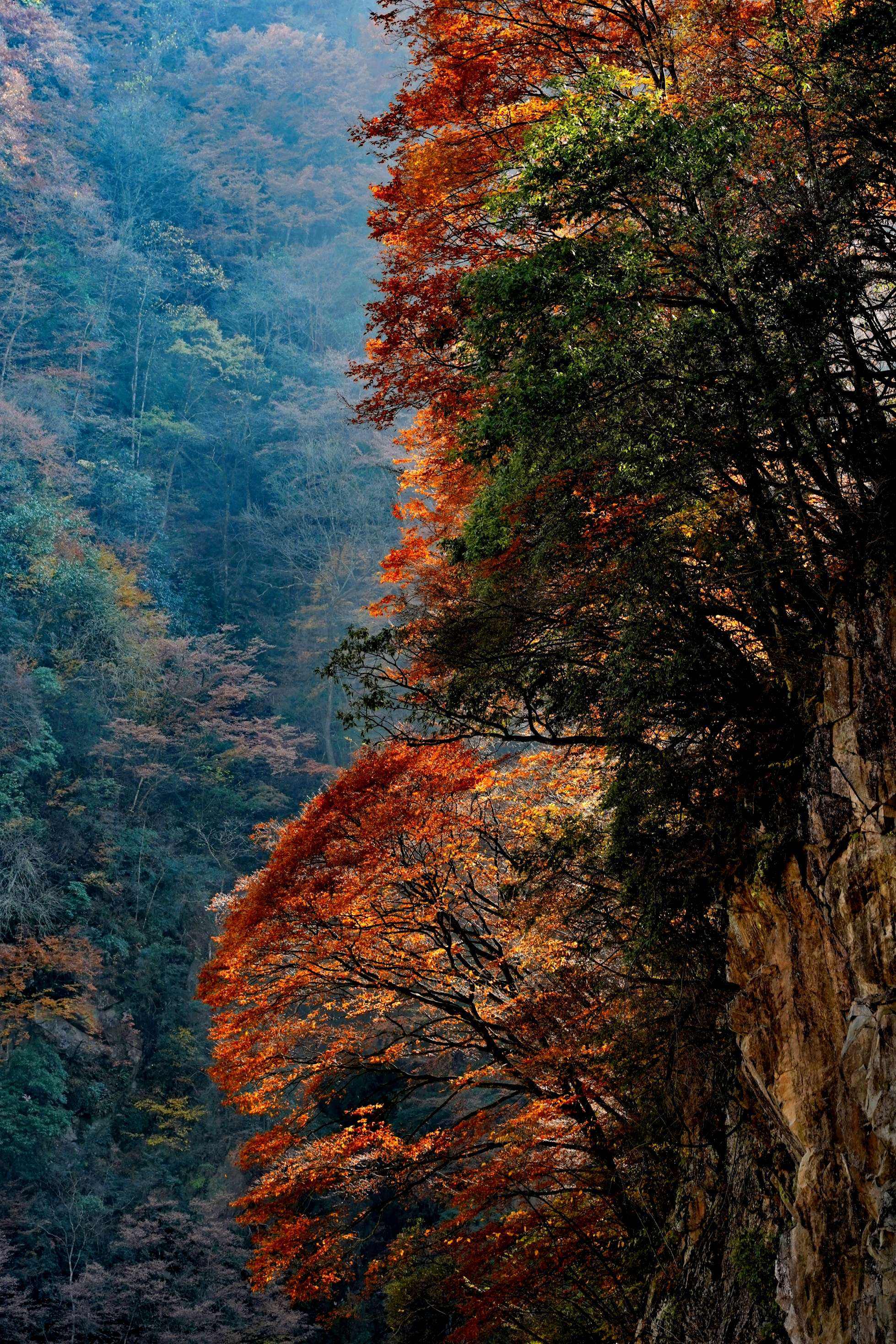 光霧山風(fēng)景區(qū)——自然之美的獨(dú)特展現(xiàn)，光霧山風(fēng)景區(qū)，自然之美的獨(dú)特展現(xiàn)勝地