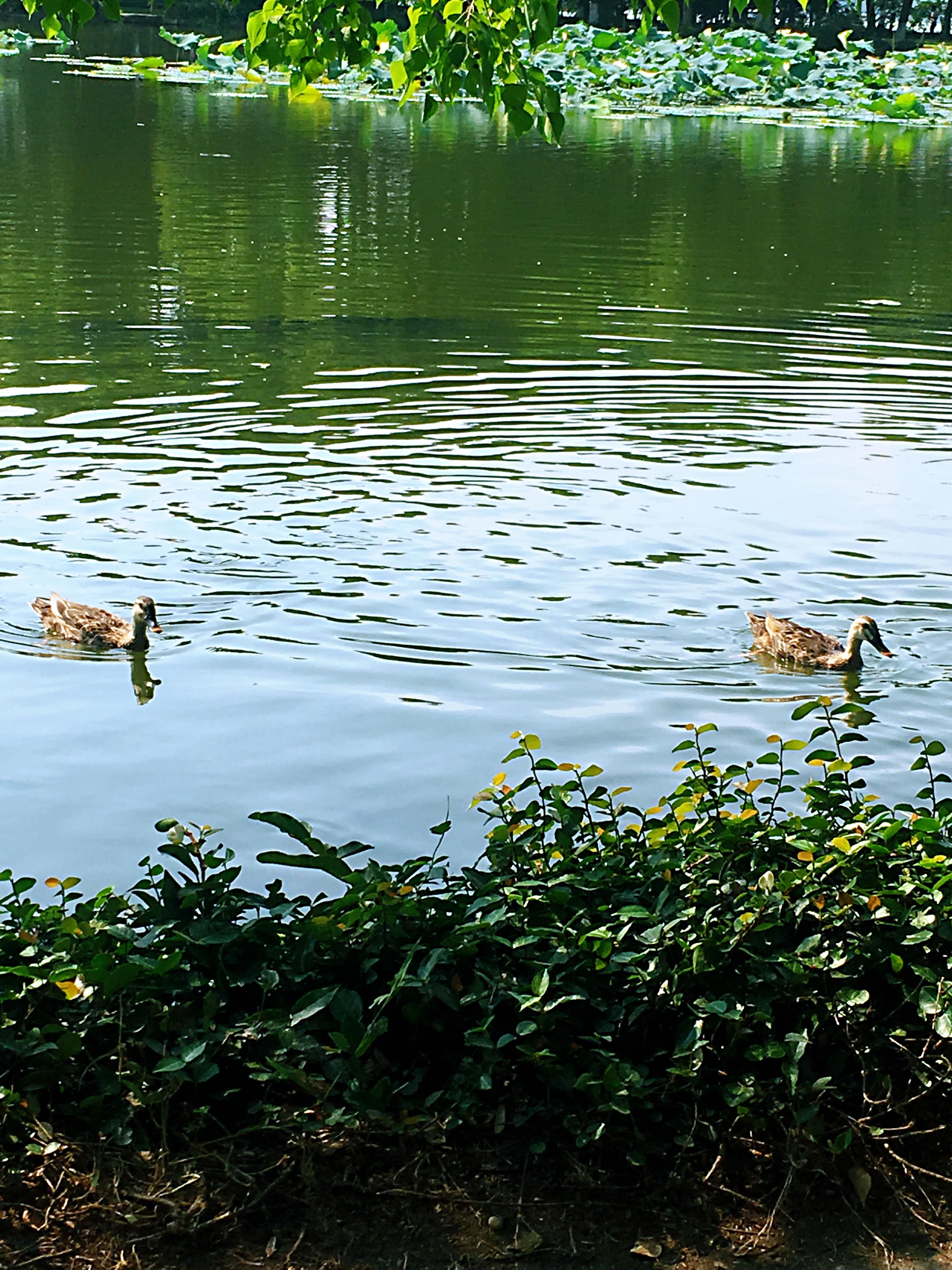 夏季旅游好去處國內(nèi)，國內(nèi)夏季旅游好去處推薦