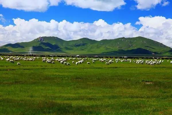 甘南，秘境之旅，自然與文化的交響樂章，甘南秘境之旅，自然與文化交響樂章的探尋之旅