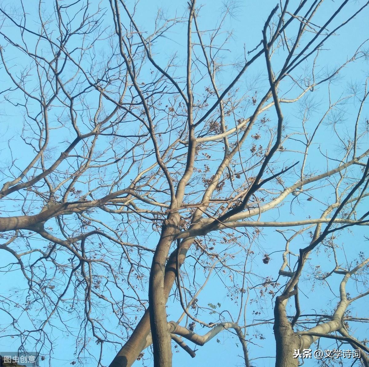 漁家傲秋思朗讀，邊疆豪情與秋思交織，漁家傲秋思朗讀，邊疆豪情與秋思的交織樂章