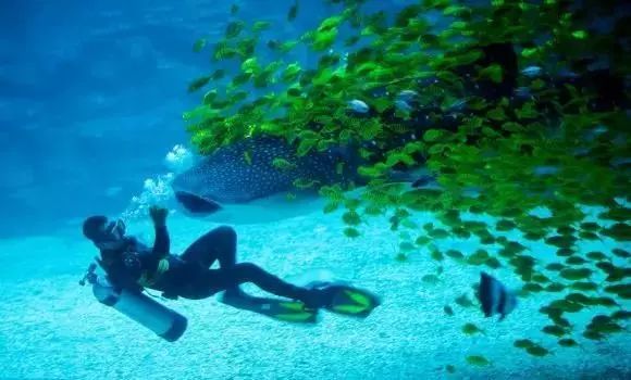 上海海洋海昌海洋公園，探秘奇妙的海洋世界，探秘上海海洋海昌海洋公園的奇妙海洋世界