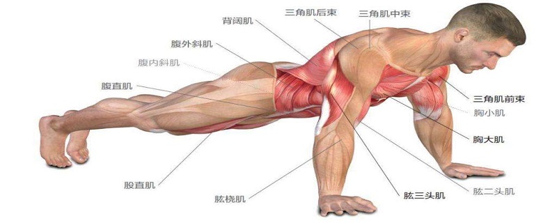 俯臥撐能否幫助塑造腹肌，深度探討與科學(xué)解析，俯臥撐與腹肌塑造，深度探討及科學(xué)解析
